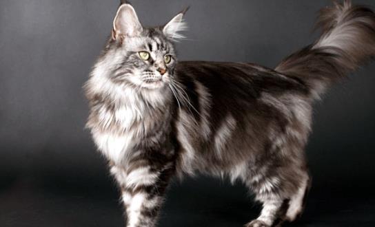 世界上最長的貓 一只緬因貓長達1.23米