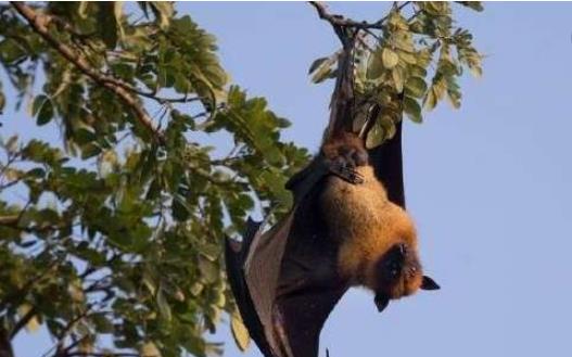 世界上最兇殘的蝙蝠 豬臉大蝙蝠動(dòng)物界的隱形殺手