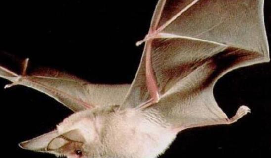世界上最兇殘的蝙蝠 豬臉大蝙蝠動(dòng)物界的隱形殺手