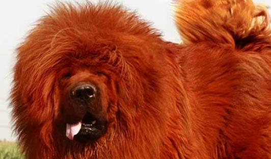 世界上最貴的狗 純紅藏獒身價高達1580多萬