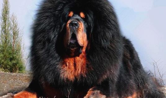 世界上最貴的狗 純紅藏獒身價高達1580多萬