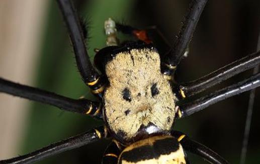 世界上最詭異的蜘蛛 人面蜘蛛因酷似人臉而得名