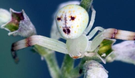 世界上最詭異的蜘蛛 人面蜘蛛因酷似人臉而得名