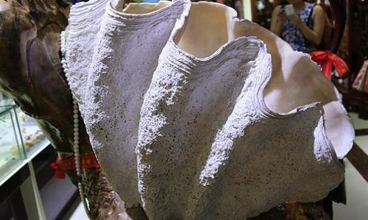 世界上最大的雙殼貝 硨磲長達2米能裝一個人