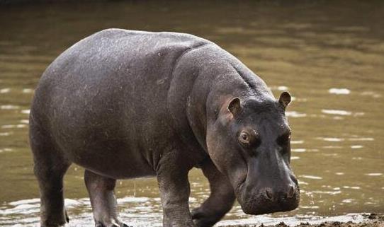 世界上最早的鯨魚 古蜥鯨竟是從樹上跑下來的