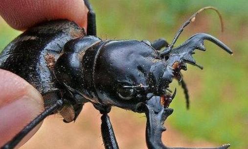 世界上最大的食肉甲蟲 大王虎甲鐮刀一樣的上顎 堪稱非洲殺戮機器