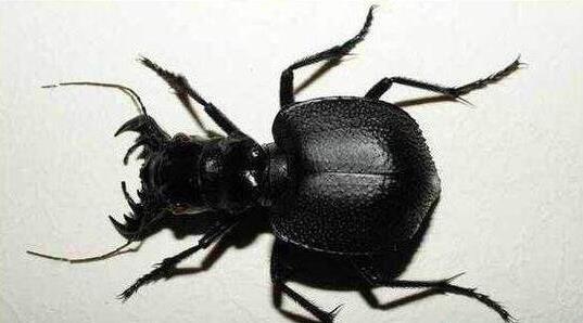 世界上最大的食肉甲蟲 大王虎甲鐮刀一樣的上顎 堪稱非洲殺戮機器