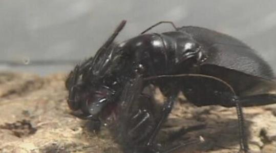 世界上最大的食肉甲蟲 大王虎甲鐮刀一樣的上顎 堪稱非洲殺戮機器