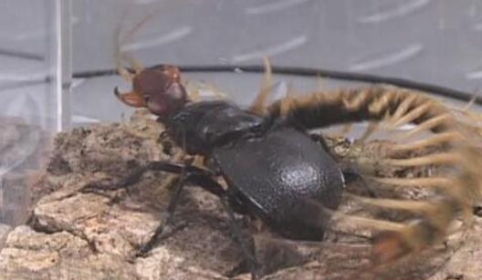 世界上最大的食肉甲蟲 大王虎甲鐮刀一樣的上顎 堪稱非洲殺戮機器