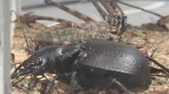 世界上最大的食肉甲蟲 大王虎甲鐮刀一樣的上顎 堪稱非洲殺戮機器