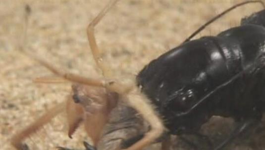 世界上最大的食肉甲蟲 大王虎甲鐮刀一樣的上顎 堪稱非洲殺戮機器