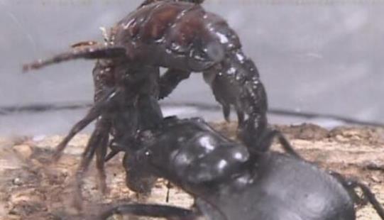 世界上最大的食肉甲蟲 大王虎甲鐮刀一樣的上顎 堪稱非洲殺戮機器