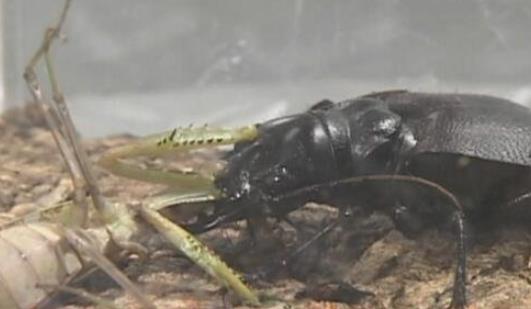 世界上最大的食肉甲蟲 大王虎甲鐮刀一樣的上顎 堪稱非洲殺戮機器