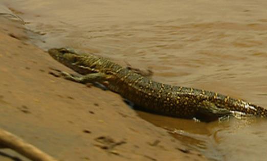 非洲最大的蜥蜴 成年尼羅河巨蜥體長達2米13 體重近19kg