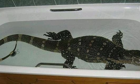 非洲最大的蜥蜴 成年尼羅河巨蜥體長達2米13 體重近19kg