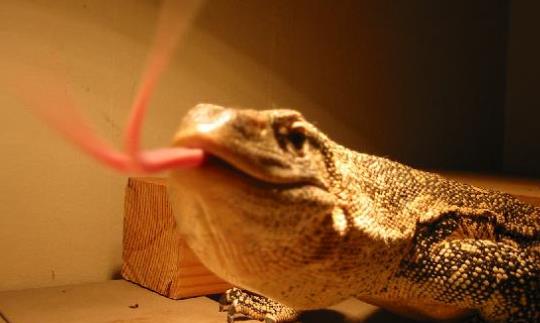 非洲最大的蜥蜴 成年尼羅河巨蜥體長達2米13 體重近19kg