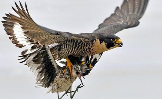 世界上速度最快的鳥 游隼時速390公里遠超高鐵