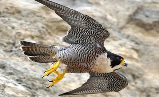 世界上速度最快的鳥 游隼時速390公里遠超高鐵