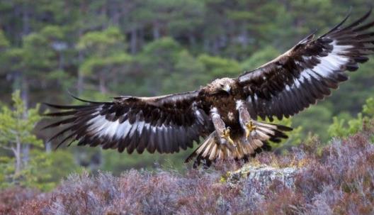 世界上速度最快的鳥 游隼時速390公里遠超高鐵