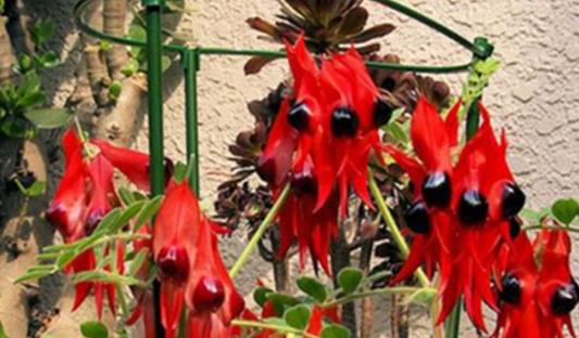 沙漠中最頑強的花 長眼睛會變色的沙漠豆花 形似外星物種