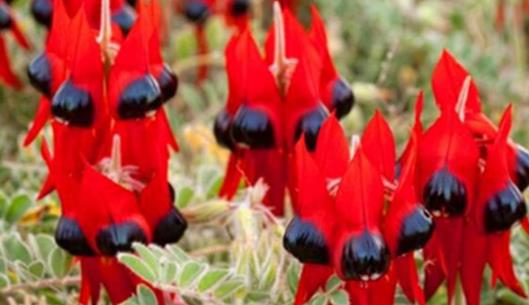 沙漠中最頑強的花 長眼睛會變色的沙漠豆花 形似外星物種