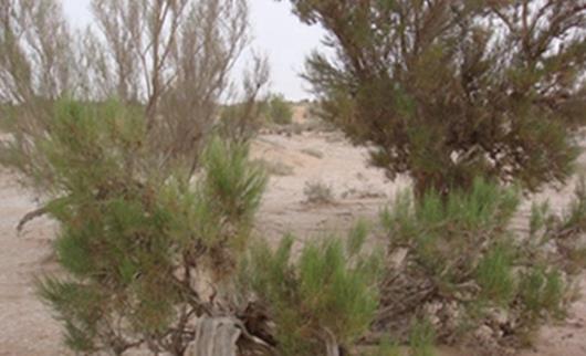 沙漠中最頑強的花 長眼睛會變色的沙漠豆花 形似外星物種