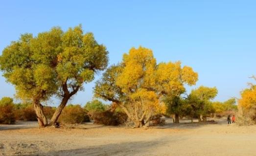 第一大內(nèi)陸盆地 塔里木盆地光照豐富油氣資源好