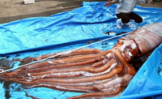 世界上最大的無脊椎動物 大王烏賊能與巨鯨搏斗