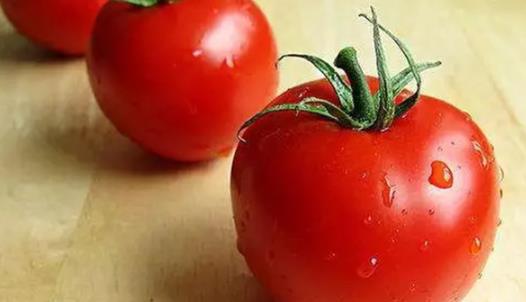 世界上最大的西紅柿 美國男子培育出近4公斤重番茄