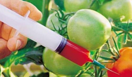 世界上最大的西紅柿 美國男子培育出近4公斤重番茄