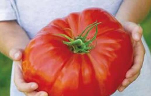 世界上最大的西紅柿 美國男子培育出近4公斤重番茄