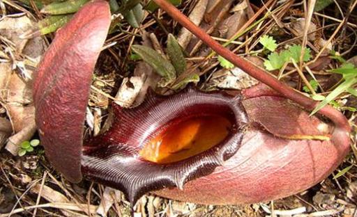 世界上最大的食人樹 婆羅洲馬來王豬籠草可吃老鼠