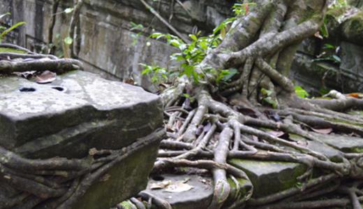 世界上最大的食人樹 婆羅洲馬來王豬籠草可吃老鼠