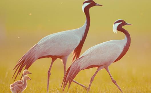 世界上最小的鶴 蓑羽鶴體長不到一米