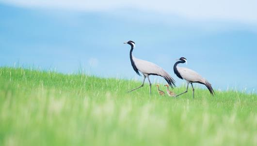 世界上最小的鶴 蓑羽鶴體長不到一米
