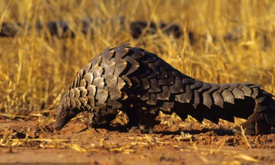 世界上最大的穿山甲 大穿山甲體重可達33公斤