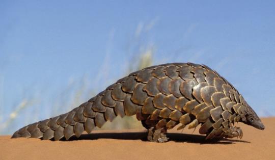 世界上最大的穿山甲 大穿山甲體重可達33公斤