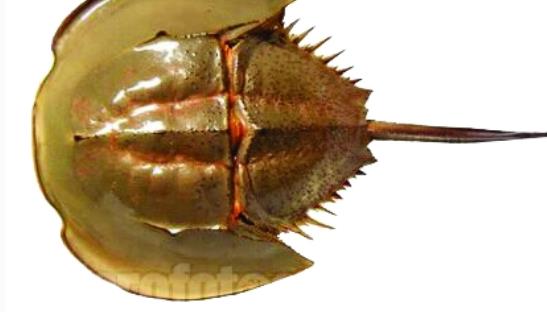 世界上唯一的藍血海洋生物 鱟的血液遇氧變藍