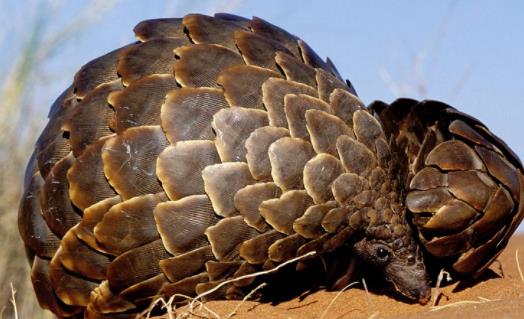 世界上最大的穿山甲 大穿山甲體重可達33公斤