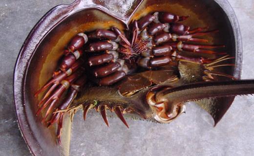 世界上唯一的藍血海洋生物 鱟的血液遇氧變藍