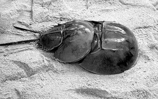 世界上唯一的藍血海洋生物 鱟的血液遇氧變藍