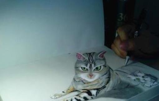 美洲最小的貓科動物 南美林虎貓體長不足半米