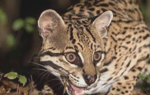 美洲最小的貓科動物 南美林虎貓體長不足半米