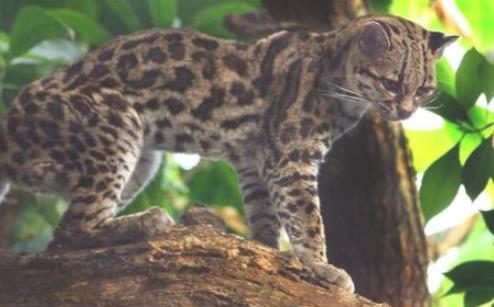 美洲最小的貓科動物 南美林虎貓體長不足半米