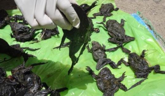 世界上最大的水蛙 的的喀喀湖蛙體長可達(dá)半米