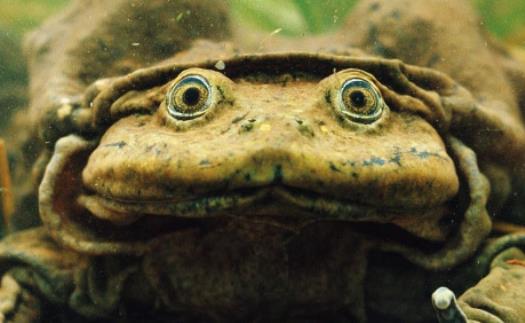 世界上最大的水蛙 的的喀喀湖蛙體長可達(dá)半米