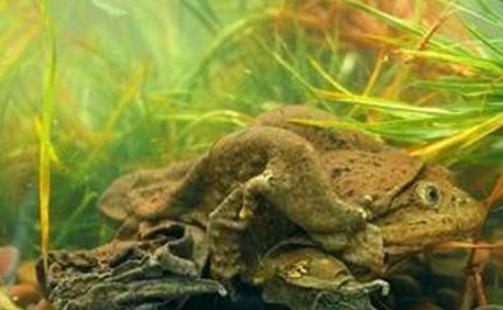 世界上最大的水蛙 的的喀喀湖蛙體長可達(dá)半米