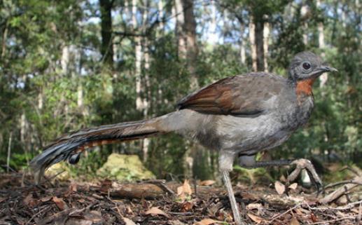 世界上尾羽最長的雀 琴鳥尾羽長達70厘米