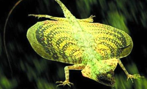 世界上會飛的蜥蜴 飛蜥能借助“翅膀”滑翔