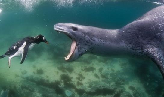 世界上最兇猛的海豹 豹形海豹會捕食其他海豹